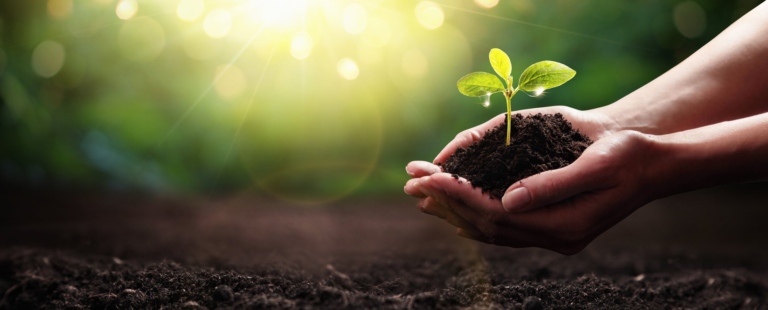 person holding plant to help it grow, like coaching therapists