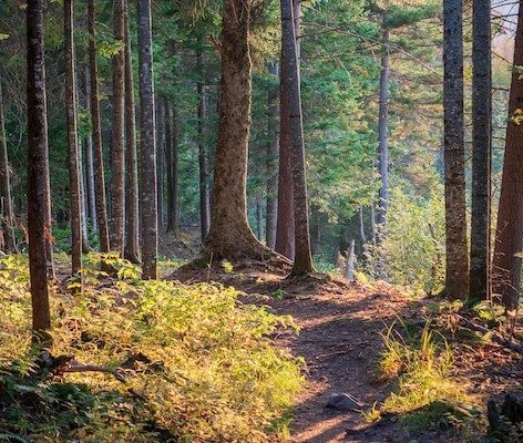 path through woods